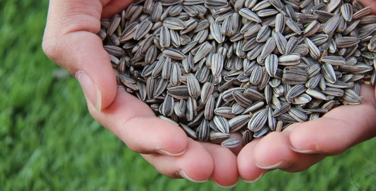 Возникла проблема качества семян подсолнечника, используемого в кондитерской отрасли