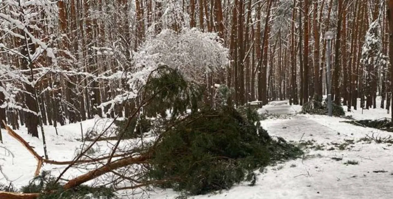 Брэсцкі парк воінаў-інтэрнацыяналістаў