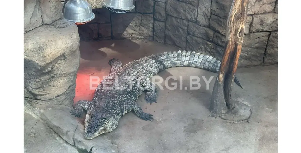 Нильский крокодил Данди, выставленный на аукцион
