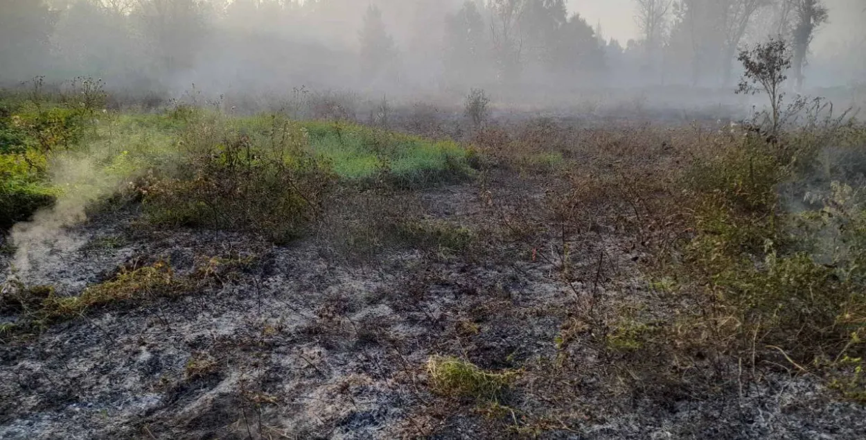 На месте лесного пожара под Бобруйском
