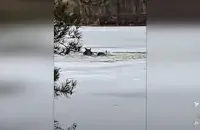 Два ласі праваліліся пад лёд