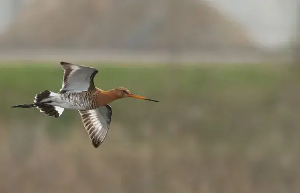 В Беларуси настоящая весна / t.me/wildlifebelarus/
