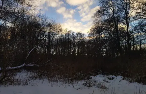 Погода в белорусском лесу / Еврорадио
