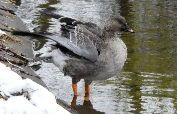 Весна / t.me/wildlifebelarus/
