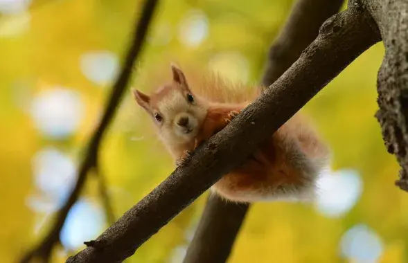 Осень в Беларуси / t.me/wildlifebelarus
