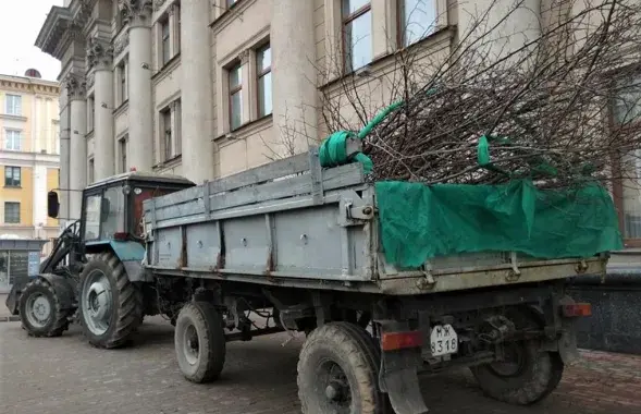 Работы по посадке деревьев в Минске / Мария Войтович, Еврорадио​