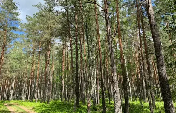 Лесная дорога / Из архива Еврорадио​