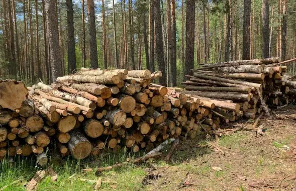 Беларускі лес, 2021 год / З архіву Еўрарадыё​​