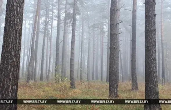 Фото: БЕЛТА