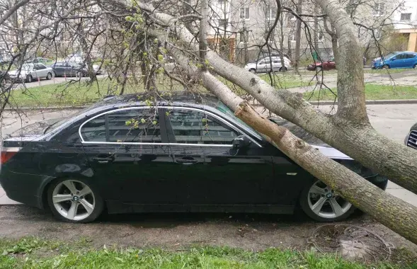 МНС паведамляе пра 47 выпадкаў падзення дрэў​&nbsp;/&nbsp;mchs.gov.by