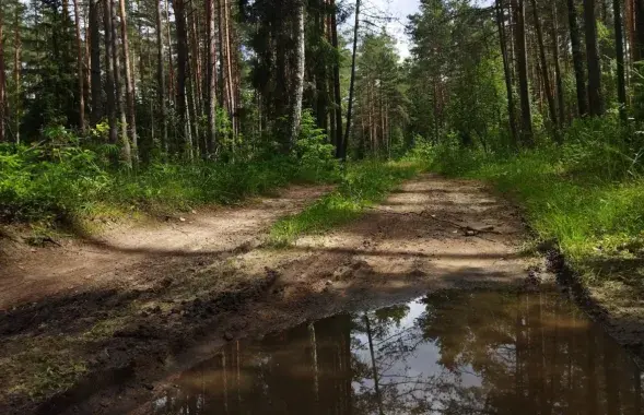 У лесе пасля дажджу / З архіва Еўрарадыё