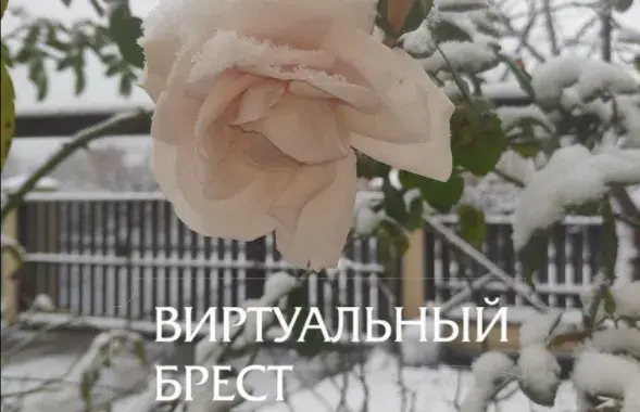 Розы под снегом в Бресте