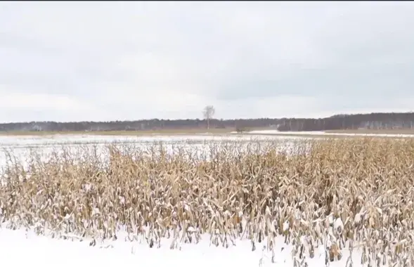 Кукуруза пад снегам