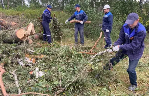 Кіраўнік вобласці паабяцаў штотыднёвы кантроль за тым, як энергетыкі "змагаюцца" з дрэвамі
