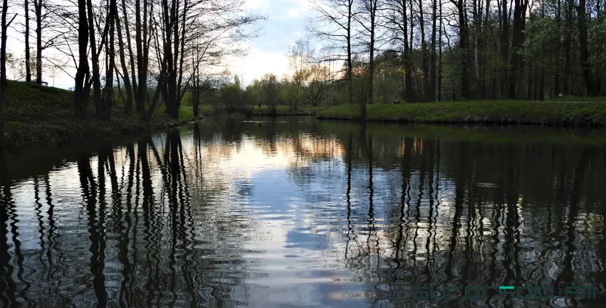 Лес в Беларуси / Еврорадио&nbsp;
