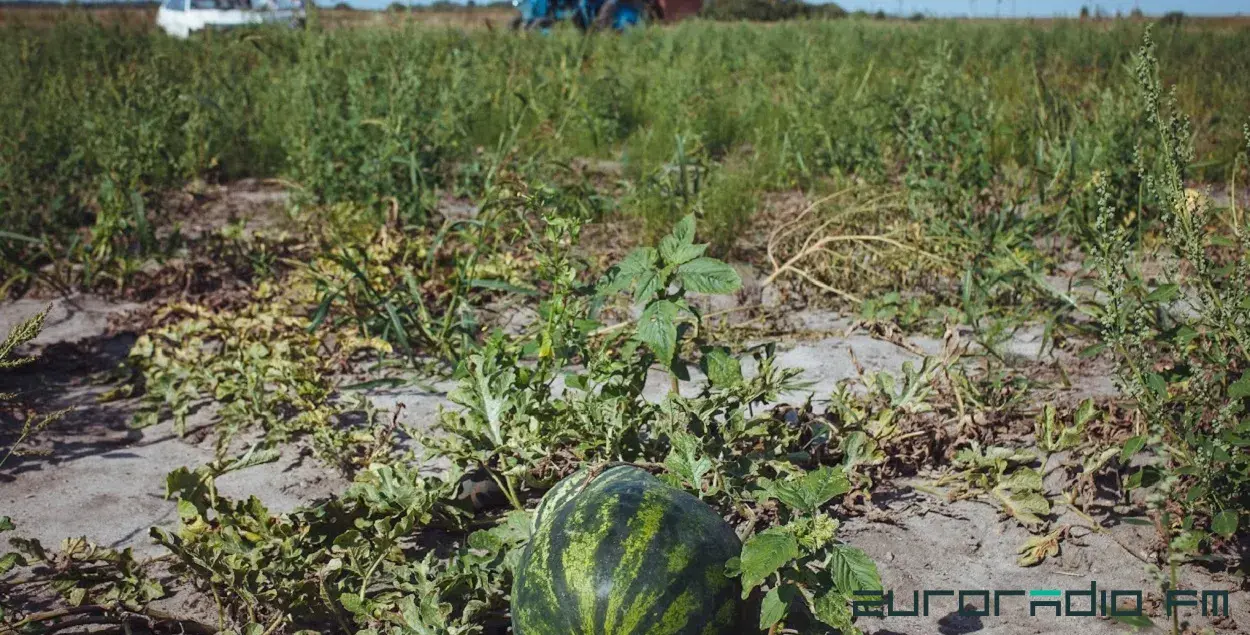 Летам на беларускім Палессі / З архіва Еўрарадыё