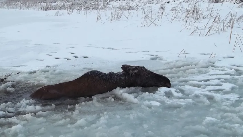 У Полацкім раёне выратавалі цяжарную ласіху, якая правалілася пад лёд