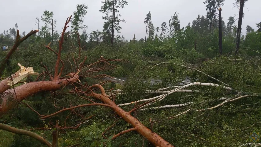 Замежнікі сталі сведкамі, як пад Полацкам дрэвы падалі на трасу