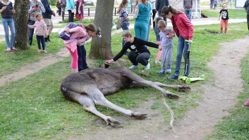 У Магілёве ў двары дома ляжыць забіты лось (фота)