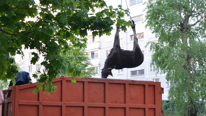 У Магілёве ў двары дома ляжыць забіты лось (фота)