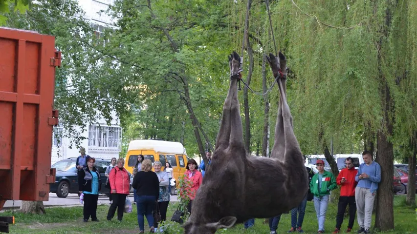 У Магілёве ў двары дома ляжыць забіты лось (фота)