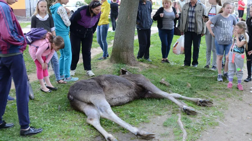 У Магілёве ў двары дома ляжыць забіты лось (фота)