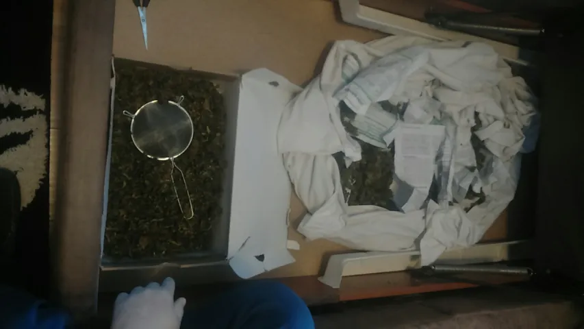 У жыхара Магілёва знайшлі больш за 2 кг марыхуаны (фота, відэа)