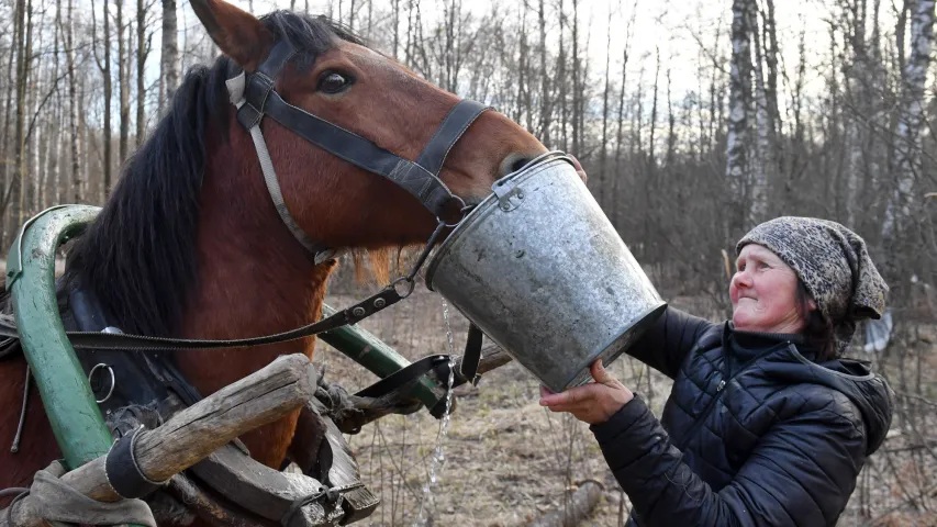 На Палессі ўжо збіраюць бярозавы сок (фотарэпартаж) 