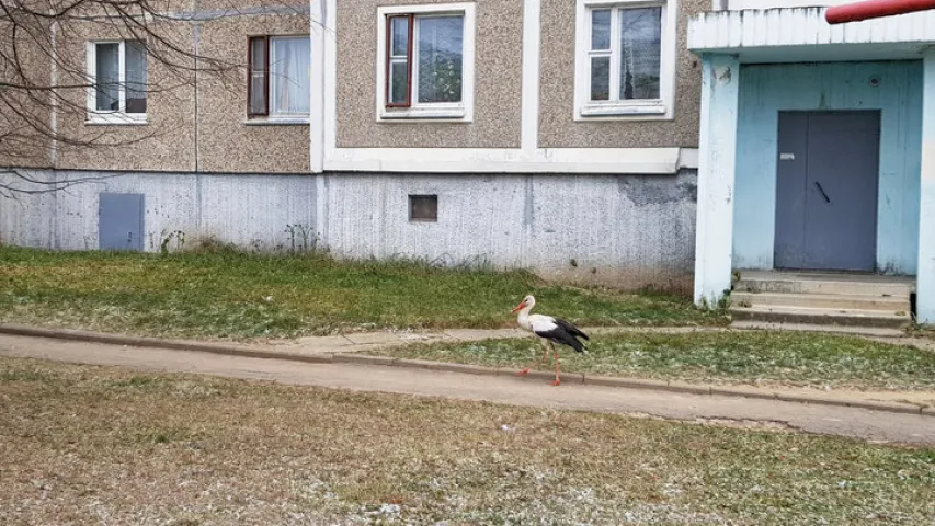 У мінскім мікрараёне Сухарава на вуліцы зазімаваў бусел (фота)