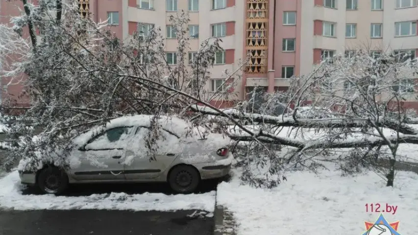 Снег паваліў у Мінску восем дрэваў