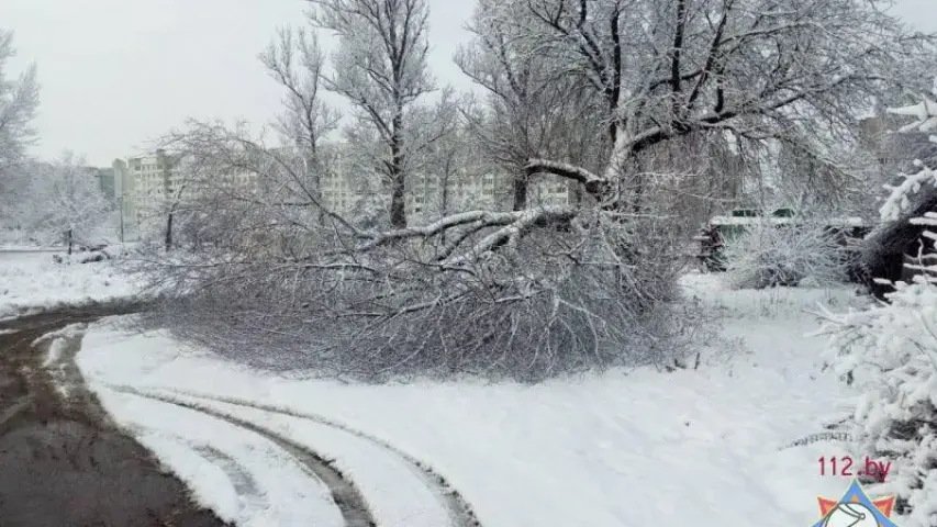 Снег паваліў у Мінску восем дрэваў