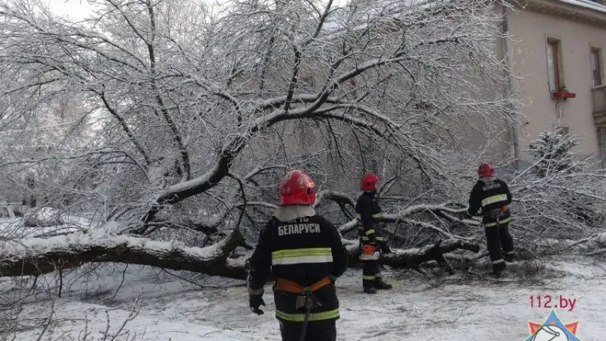 Снег паваліў у Мінску восем дрэваў