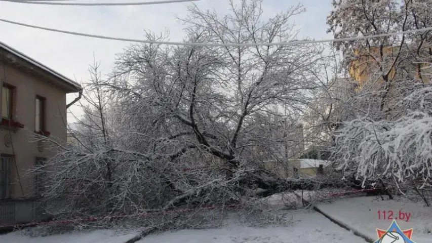 Снег паваліў у Мінску восем дрэваў