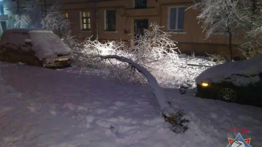 Снег паваліў у Мінску восем дрэваў