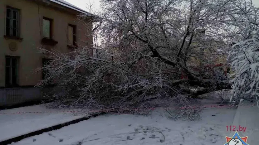 Снег паваліў у Мінску восем дрэваў