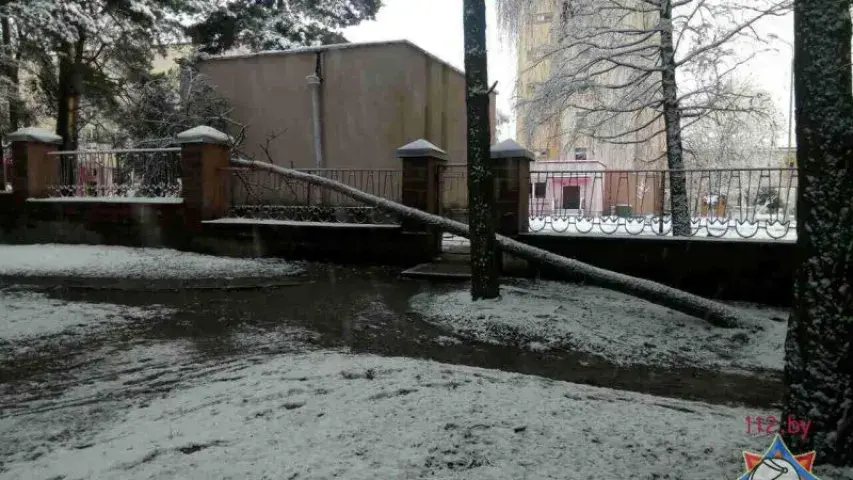 Снег паваліў у Мінску восем дрэваў