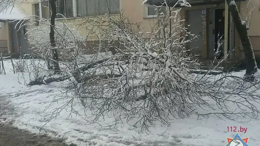 Снег паваліў у Мінску восем дрэваў