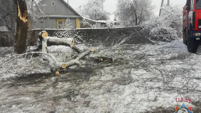 Снег паваліў у Мінску восем дрэваў