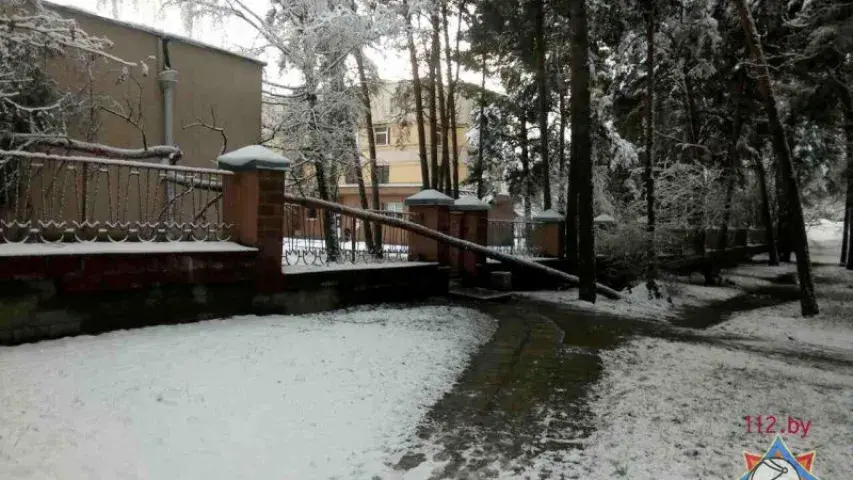 Снег паваліў у Мінску восем дрэваў