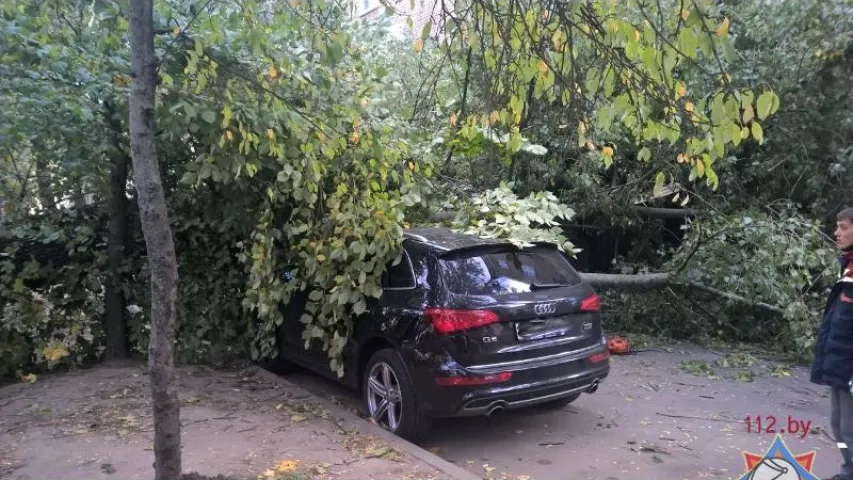 У Мінску ад моцнага ветру дрэвы падалі на аўтамабілі (фота)