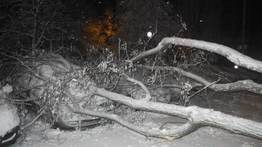 На Гомельшчыне вецер паваліў дрэвы на 13 аўтамабіляў