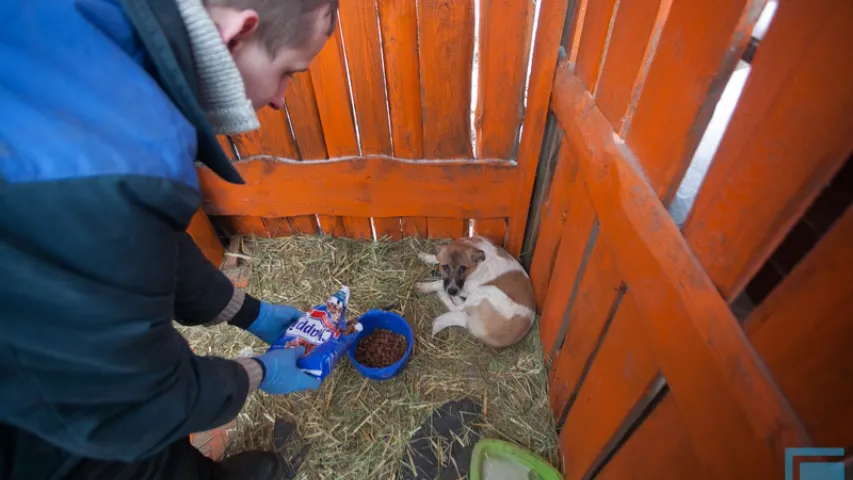 Як зімой жыве сабачы прытулак на ўскрайку Гродна (фота)