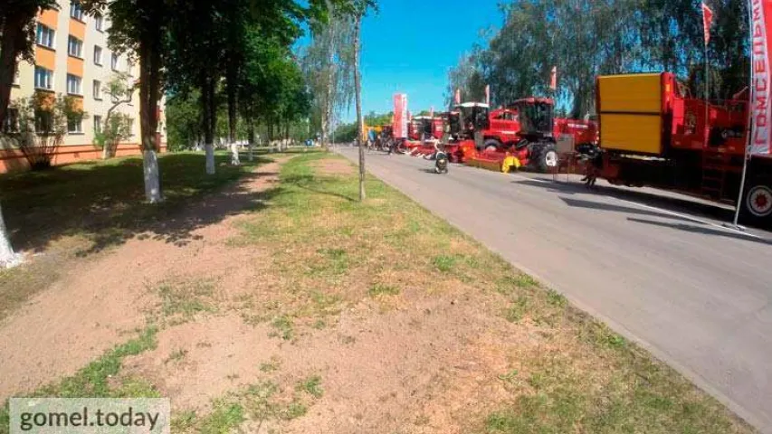 У Гомелі дзеля выставы спілавалі дзясятак бяроз у зялёнай зоне