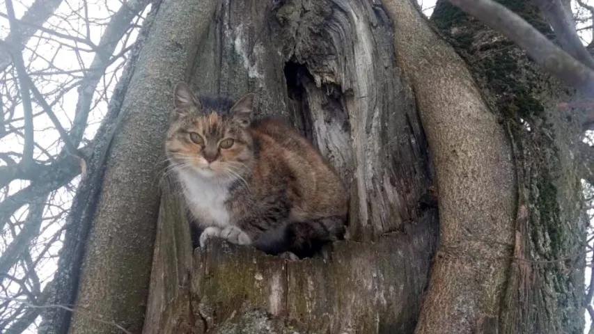 У Шчучынскім раёне кот выратаваў гаспадара на пажары