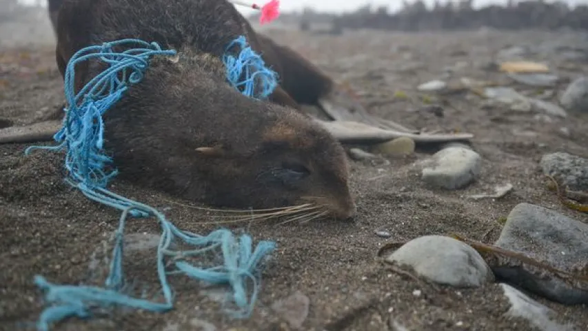 Медаль за спасение ребёнка и помощь морским котикам: только хорошие новости