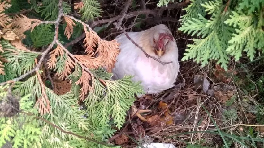 У цэнтры Гродна ДАІ і МНС дзве гадзіны лавілі курыцу на дарозе