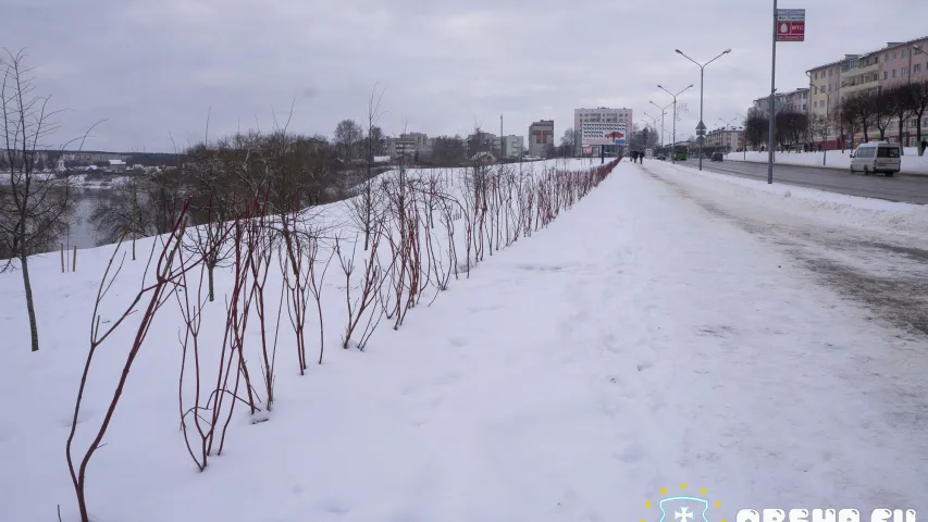 У Оршы кусты і дрэвы высадзілі ў снег