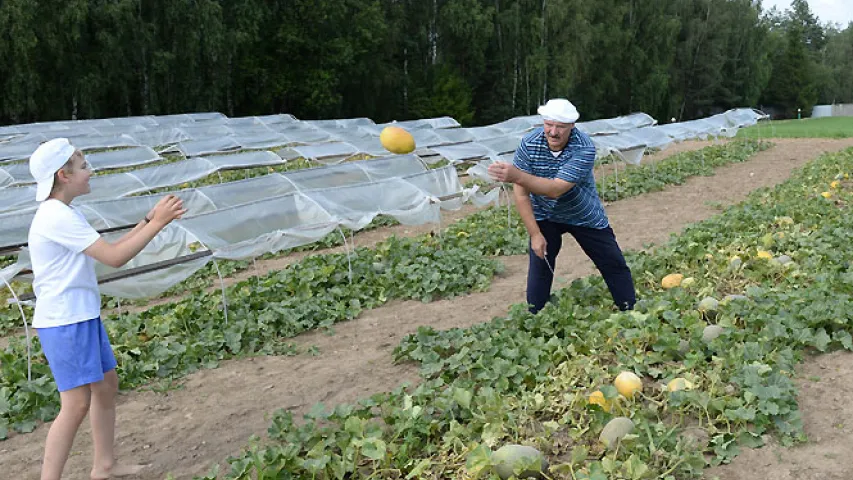 Сёння на палях рэзідэнцыі прэзідэнта сабралі 26 тон кавуноў (фота)