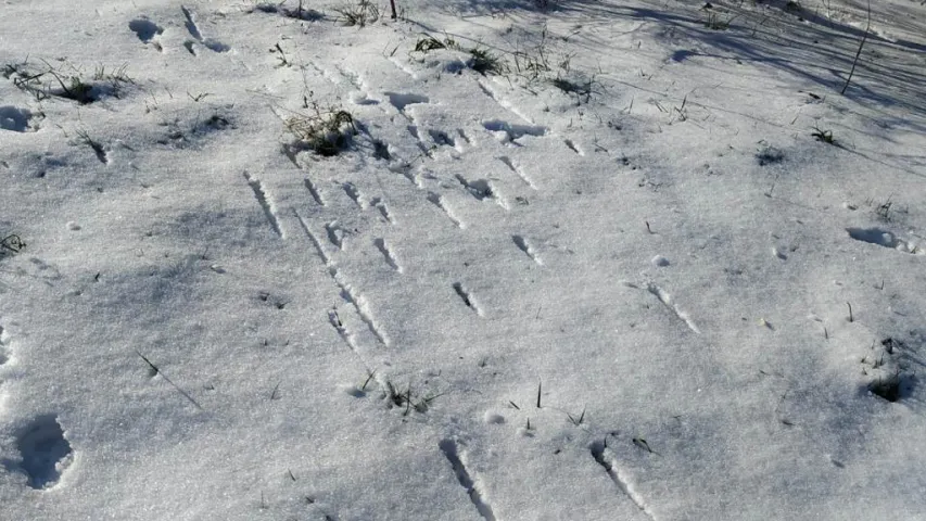 Гамяльчук пачаў страляць у зайца сярод жылых дамоў