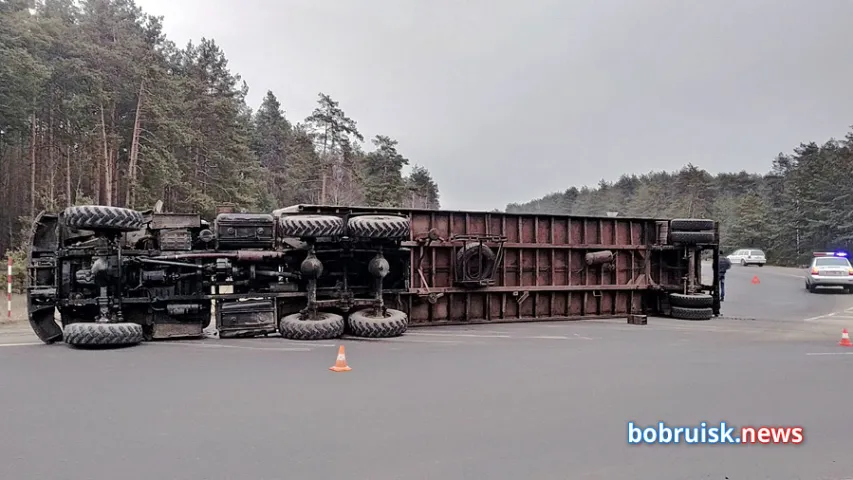 Грузавік са свіннямі перакуліўся ў Бабруйску па дарозе на мясакамбінат